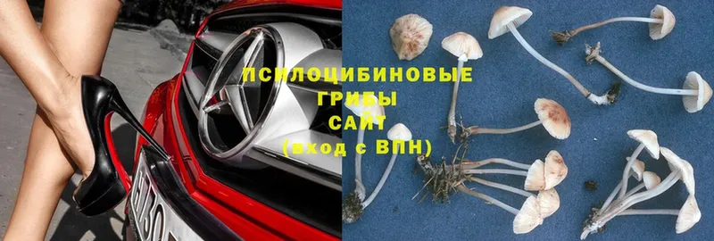 наркотики  Североуральск  Галлюциногенные грибы Psilocybe 